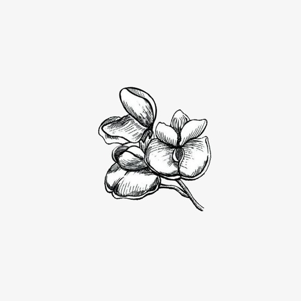 600x600 Orchid, Flower, Sketch Png Image And Clipart For Free Download - Orchid Flower Sketch