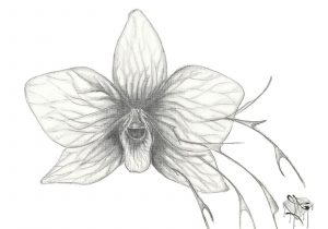300x210 Orchid Flower Drawing In Pencil Orchid Flower Drawing In Pencil At - Orchid Flower Sketch