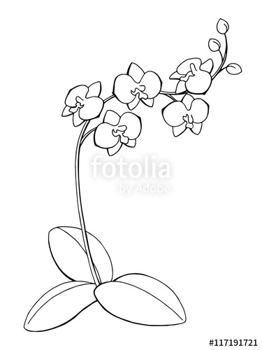 375x500 Orchid Flower Graphic Art Black White Isolated Sketch Illustration - Orchid Flower Sketch