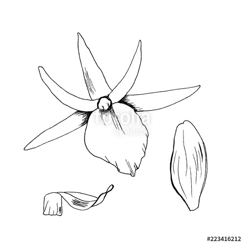500x500 Original Illustration Orchid Flowers Sketch Hand Drawn With Black - Orchid Flower Sketch