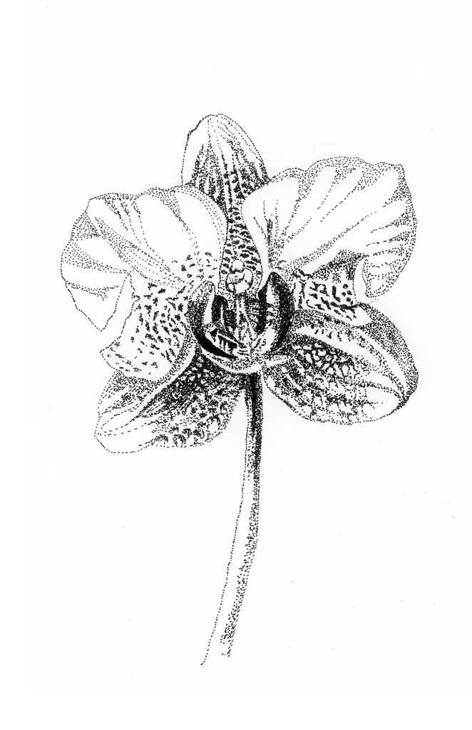 662x1024 Orchid Flower Sketch - Orchid Flower Sketch