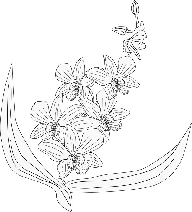 635x700 Orchid Flowers Sketch Isolated On White Wall Mural We - Orchid Flower Sketch
