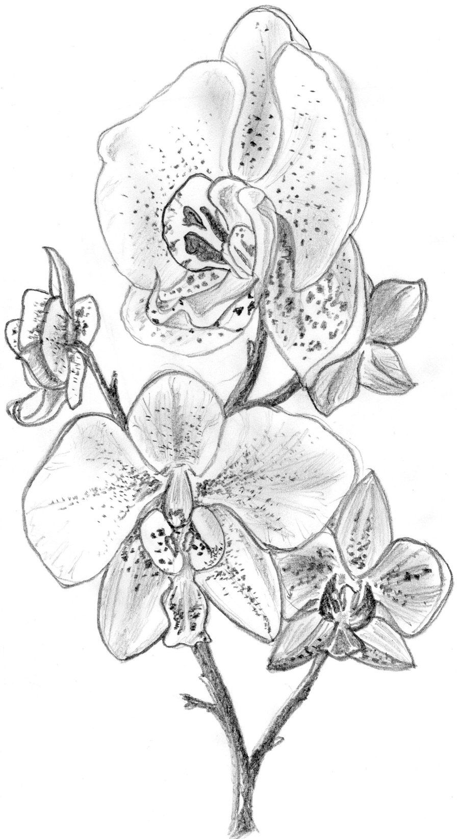 900x1645 Orchid Sketches Orchid By Irongarlic Traditional Art Drawings - Orchid Flower Sketch