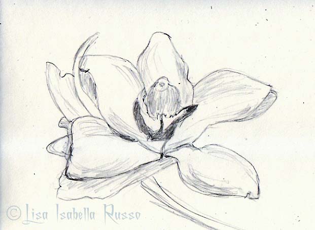 621x454 The Fine Art And Ramblings Of Lisa Isabella Russo My Photograph - Orchid Flower Sketch