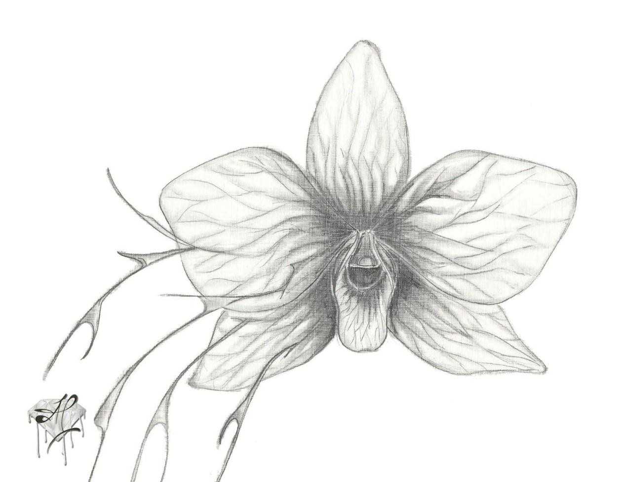 1264x976 Draw Flowers Rhcom Orchid Orchid Flower Drawing - Orchid Flower Sketch