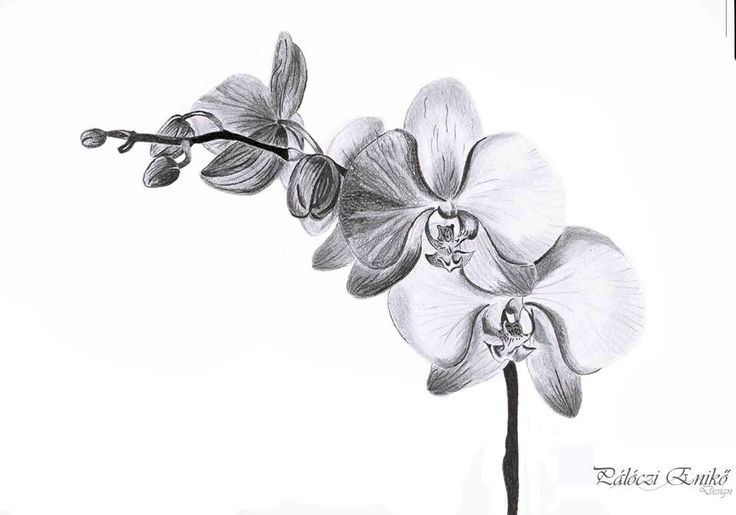 736x515 Drawn Orchid Orchidaceae - Orchid Flower Sketch