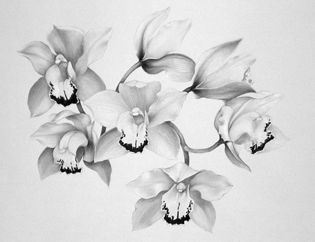 455x350 Drawn Orchid Sketch - Orchid Flower Sketch