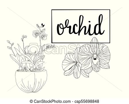450x364 Hand Drawn Sketch Orchid Flowers In Graphic Style. Black And White - Orchid Flower Sketch