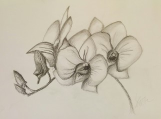 322x238 Drawn Orchid Pencil Crayon - Orchid Pencil Sketches