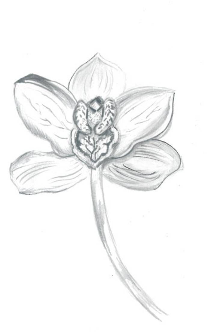 702x1114 Gallery Orchid Pencil Sketches Flowers Drawings Of Orchids - Orchid Pencil Sketches