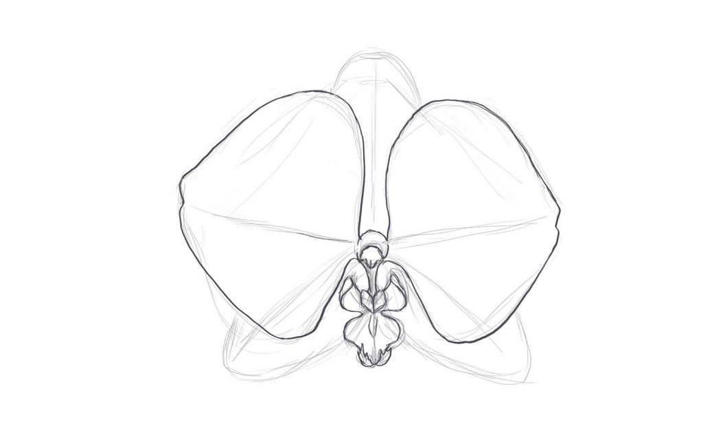 1024x617 How To Draw A Orchid - Orchid Pencil Sketches