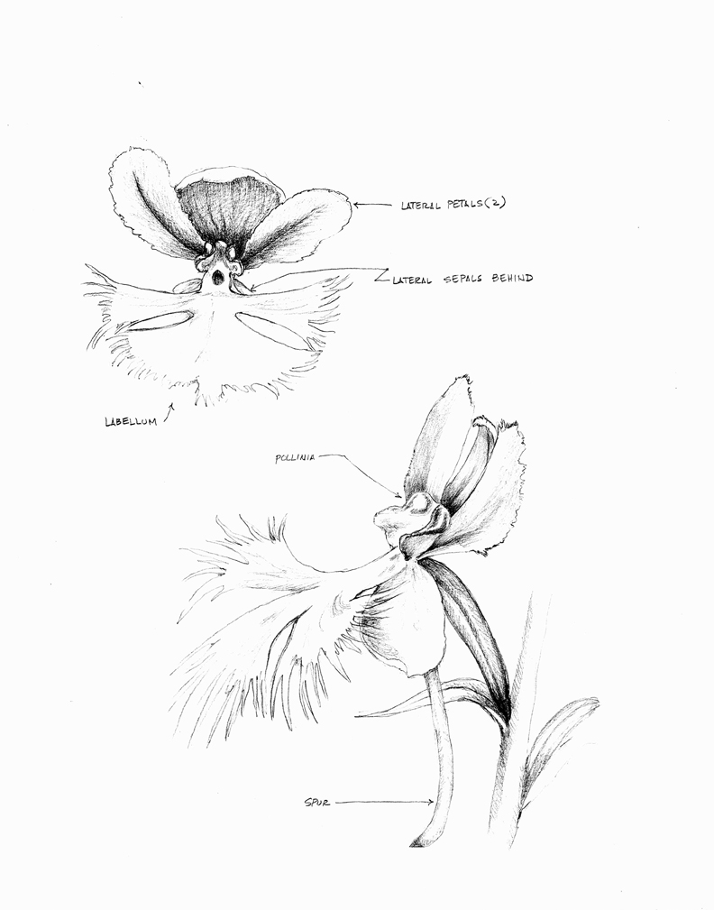 792x1009 Maza Studio Orchid Pencil Sketches And Nature - Orchid Pencil Sketches