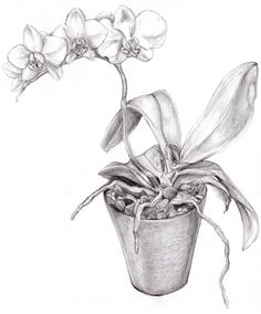 236x284 762 Best Art - Orchid Pencil Sketches
