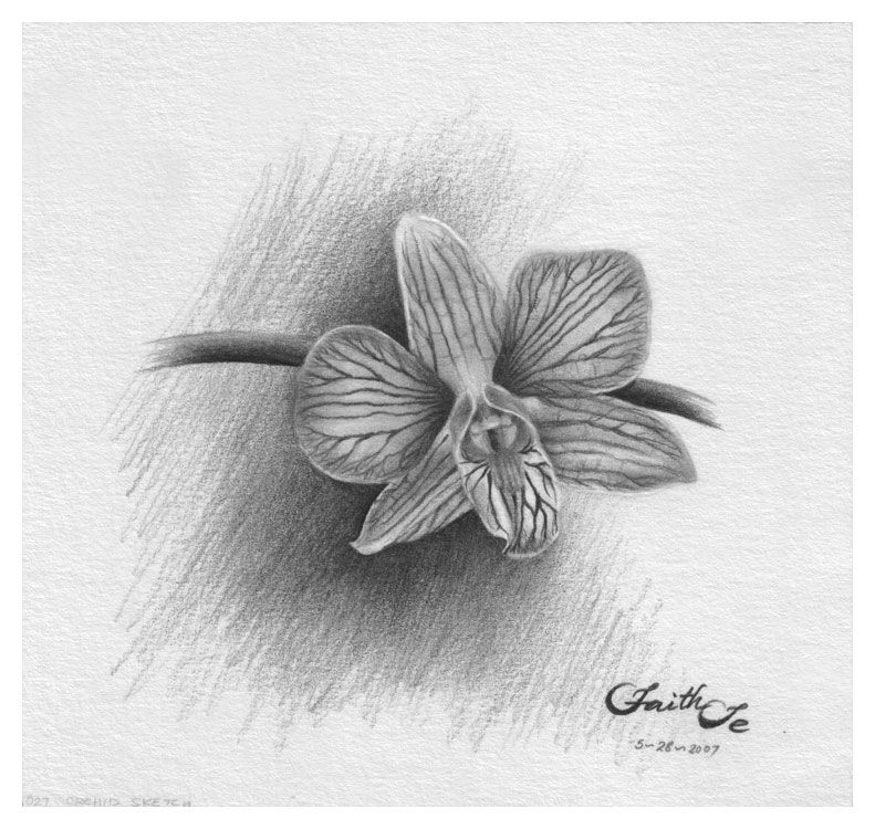 791x750 Orchid Sketch By Faith Te - Orchid Pencil Sketches