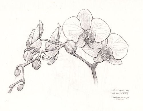 500x391 Orchid Sketch Pin Art Tattoos, Drawings And Sketches - Orchid Pencil Sketches