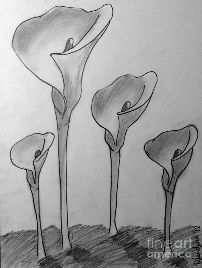 677x900 Orchids In Pencil Drawing Drawing By Djurdjina Jovanovic - Orchid Pencil Sketches
