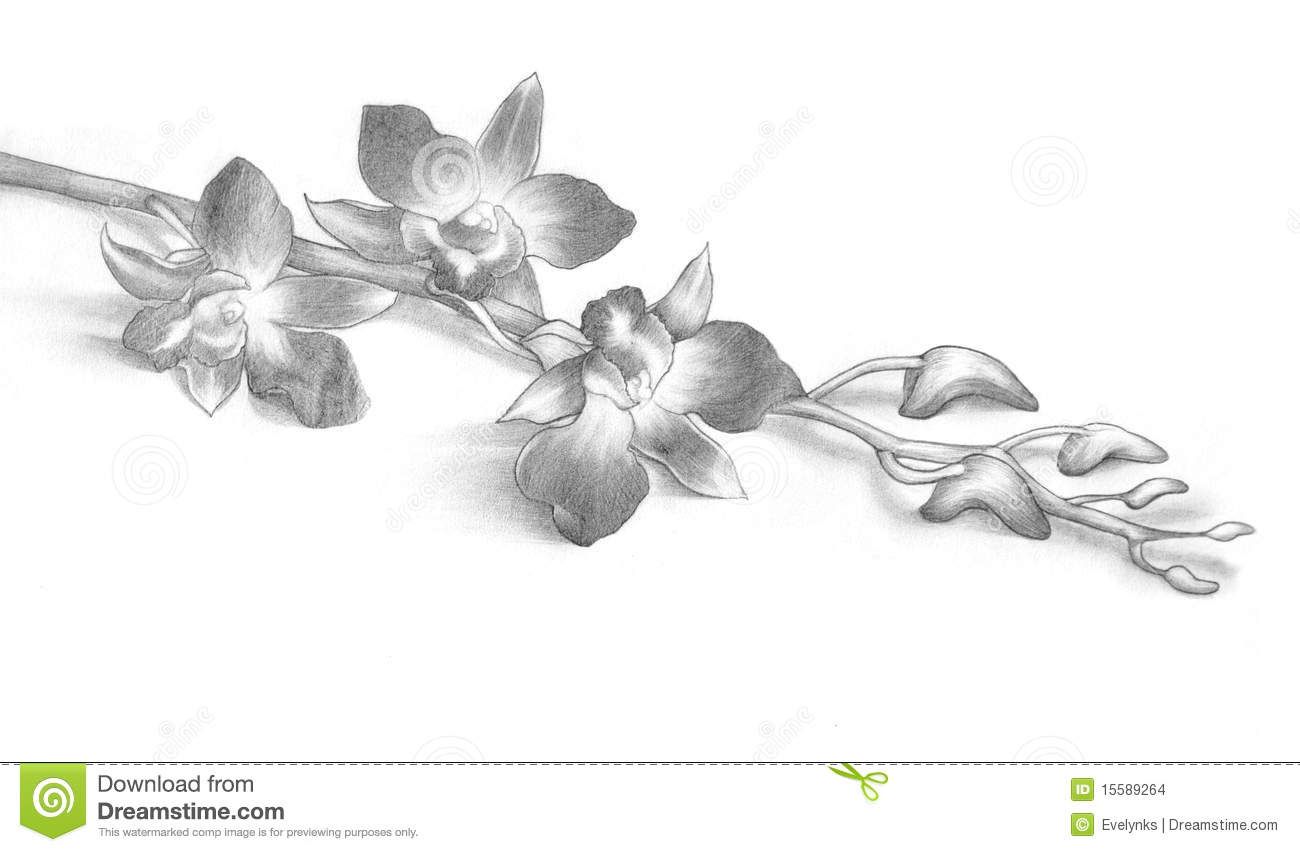 1300x852 Pencil Drawing Of Orchid Flowers Stock Images - Orchid Pencil Sketches