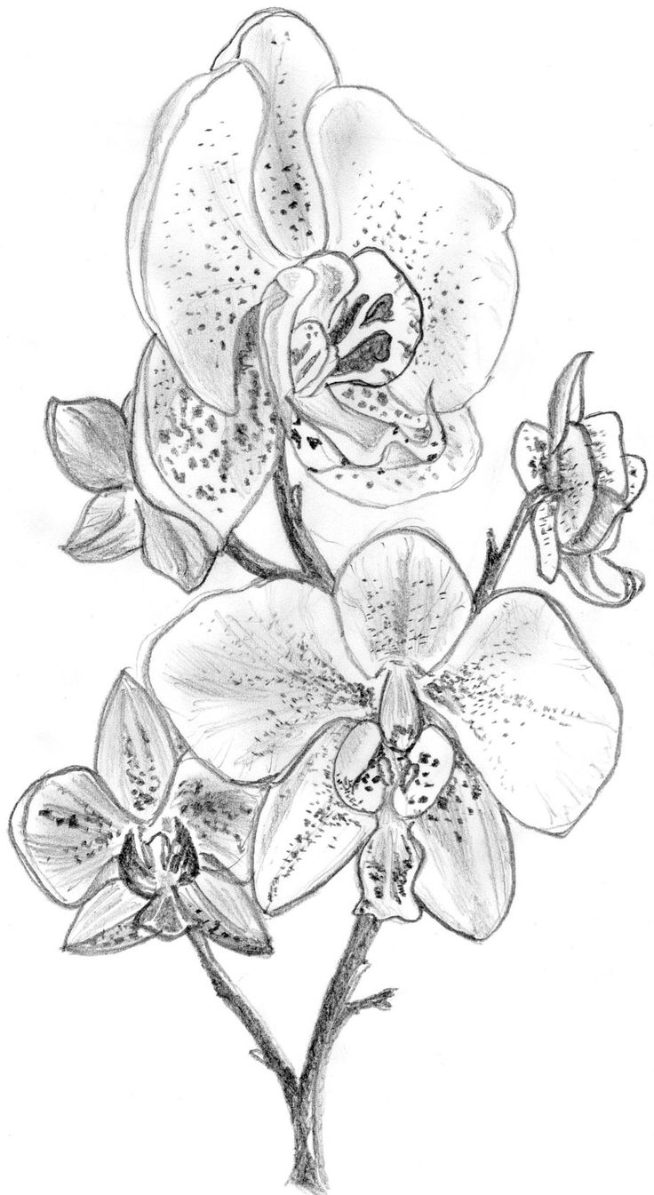 Orchid Pencil Sketches at Explore collection of