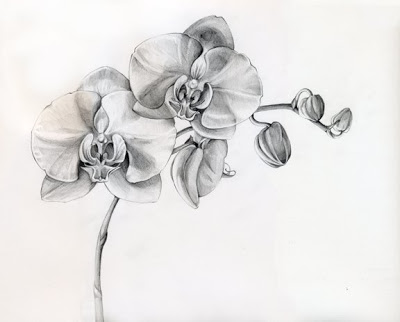 Orchid Pencil Sketches at PaintingValley.com | Explore collection of ...