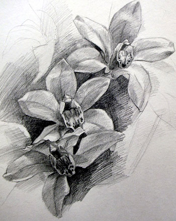 350x439 Orchids, Pencil Drawing Masahiro Suzuki - Orchid Pencil Sketches