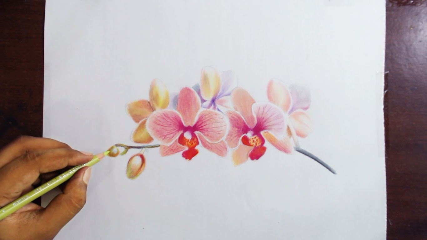 1366x768 Beautiful Colored Pencil Flowerspaintings Drawing Orchids - Orchid Pencil Sketches