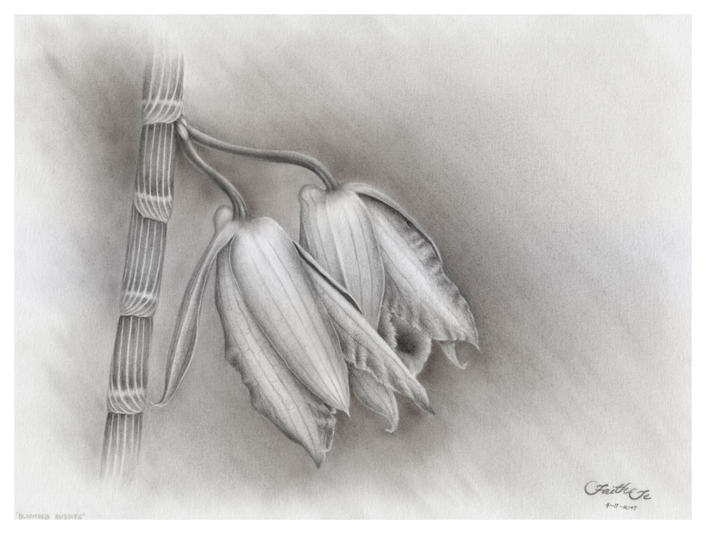 991x750 Blooming Buddies By Faith Te - Orchid Pencil Sketches