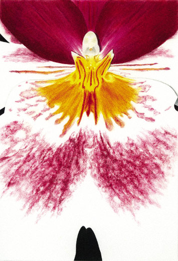 355x520 Colored Pencil Demo An Orchid By Gary Greene - Orchid Pencil Sketches