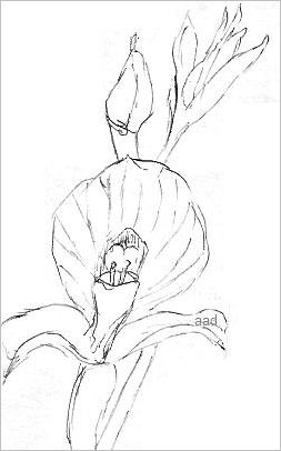 253x406 Orchid Drawings - Orchid Sketch