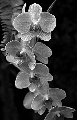 324x500 Orchid Sketch Kristen - Orchid Sketch