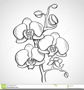 281x300 Orchid Sketch Clipart Free Images - Orchid Sketch