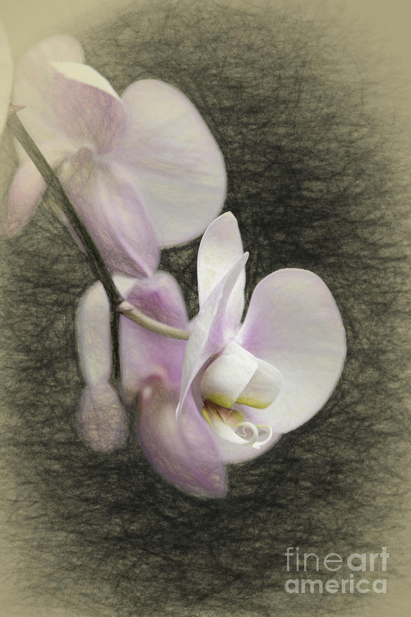 600x900 Orchid Sketch Digital Art By Sharon Mcconnell - Orchid Sketch