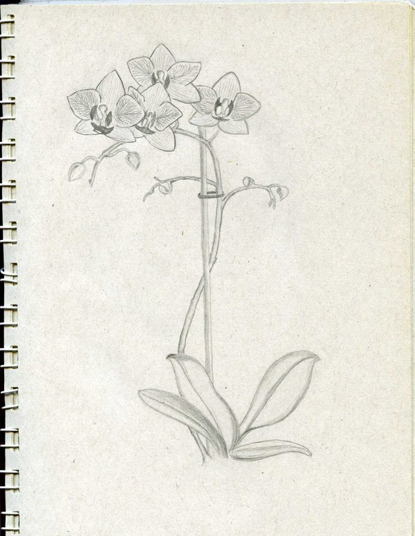 600x775 Orchid Sketch By Aprilryan - Orchid Sketch