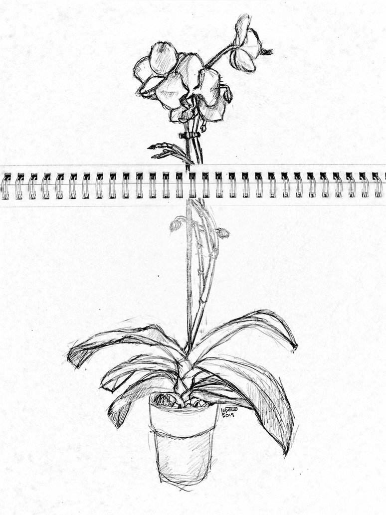 774x1033 Orchid Sketch By Bluelu20 - Orchid Sketch