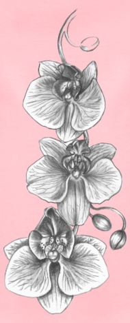 190x469 Orchid Sketch By Martmel Us Spreadshirt - Orchid Sketch