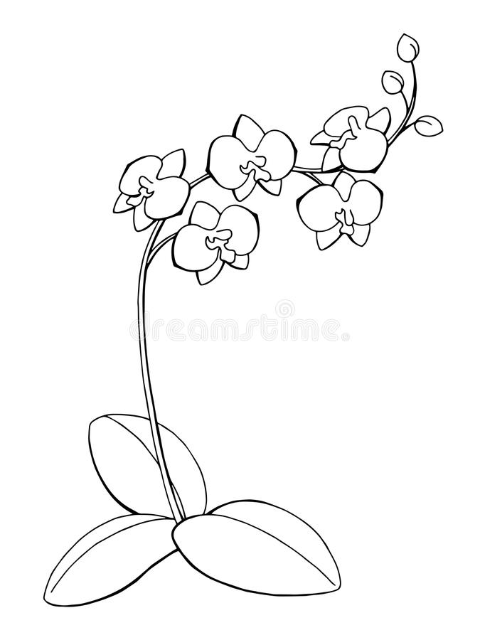 675x900 15 Orchid Clipart Orchid Sketch For Free Download On Mbtskoudsalg -...