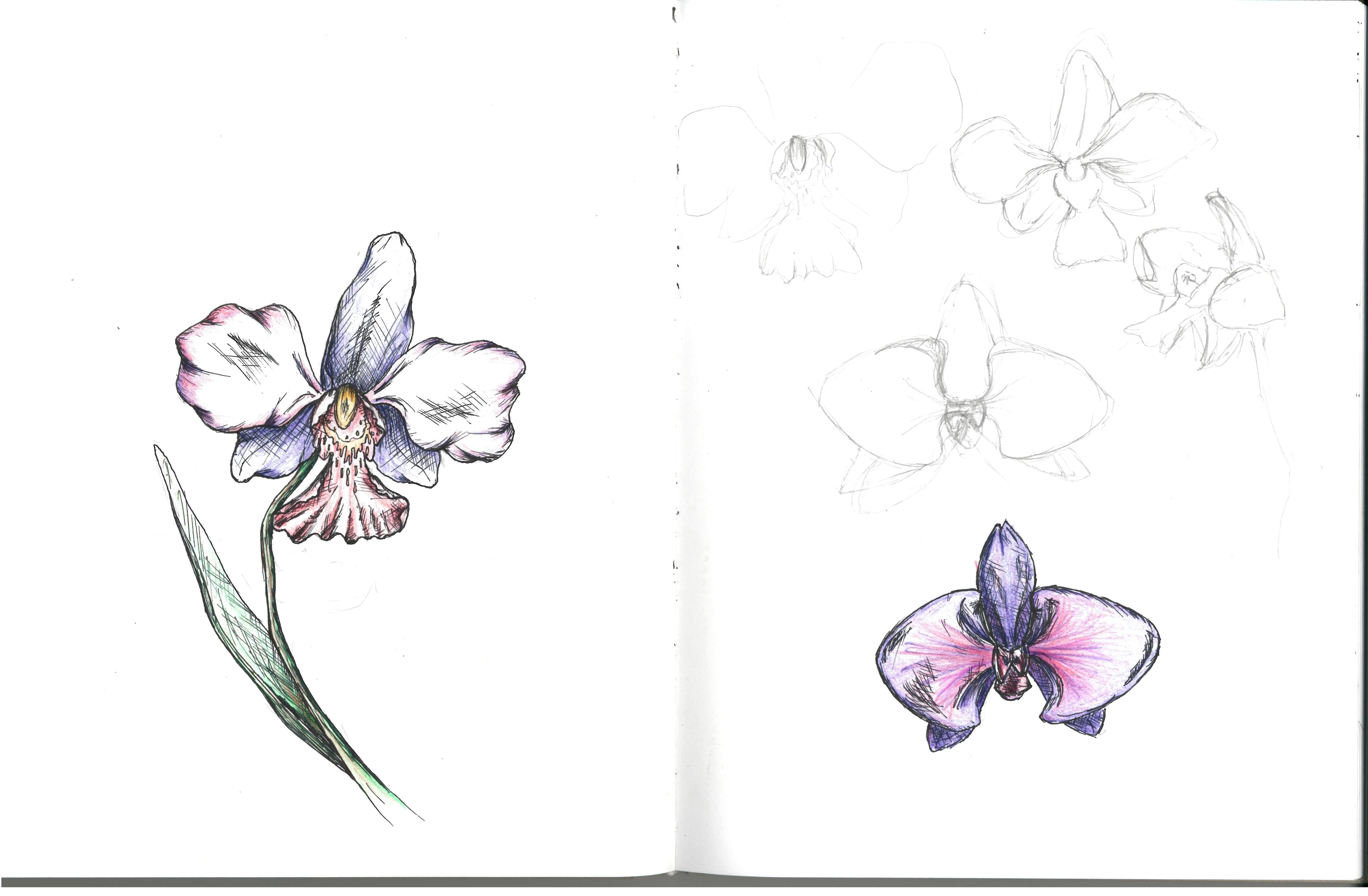 670+ Free Download Orchid Tattoo Inspiration Idea Tattoo Images