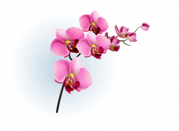 626x460 Orchid Vectors, Photos And Psd Files Free Download - Orchid Sketch