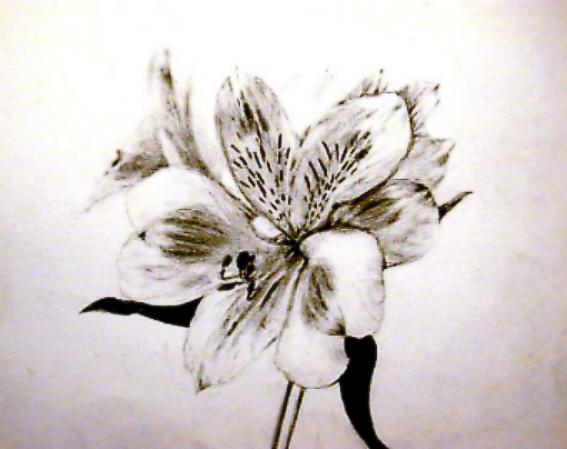 567x449 Orchid Sketch By Blindbird - Orchid Sketch