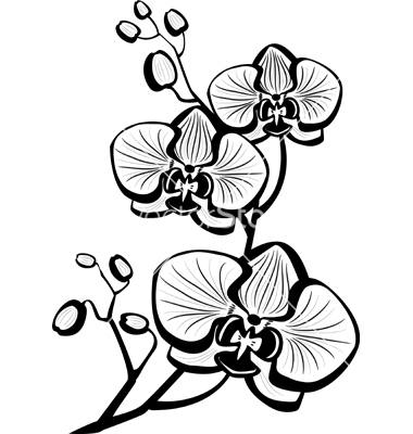380x400 Orchid Sketch Clipart - Orchid Sketch