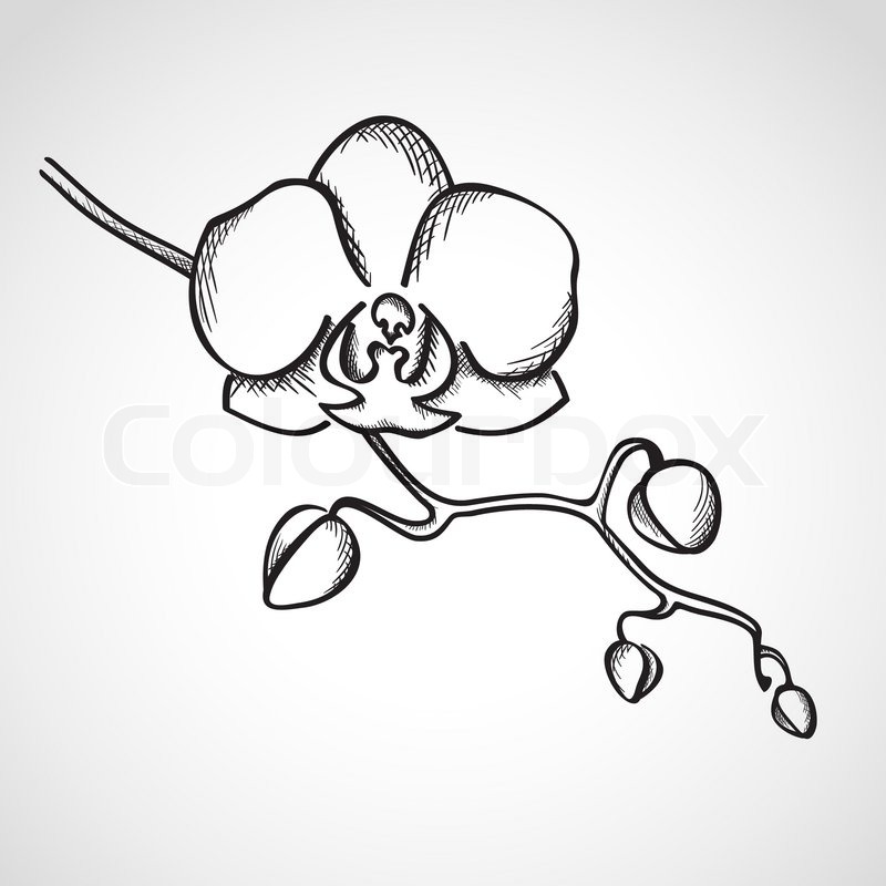 800x800 Sketch Orchid Branch, Hand Drawn, Ink Style Stock Vector Colourbox - Orchid Sketch