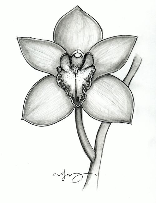 500x652 Sugar Dipped Illustrations - Orchid Sketch