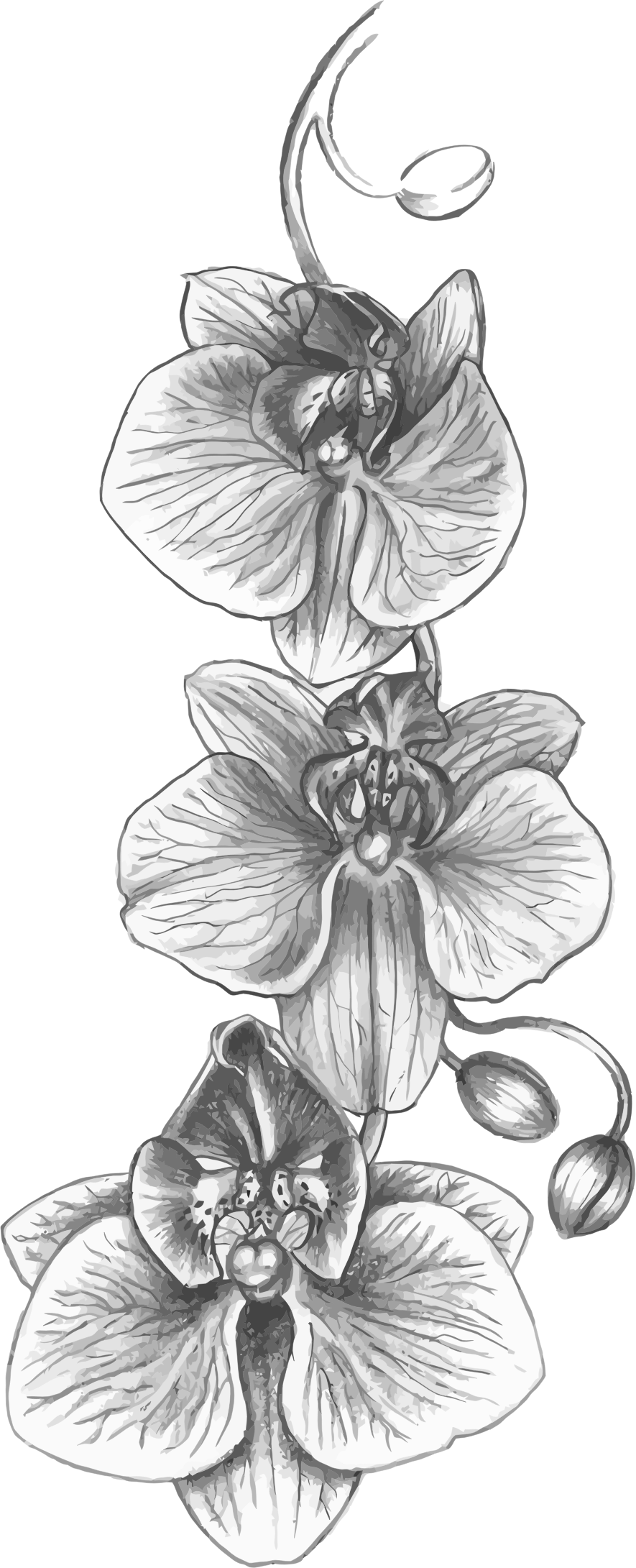 885x2181 Clipart - Orchid Sketch
