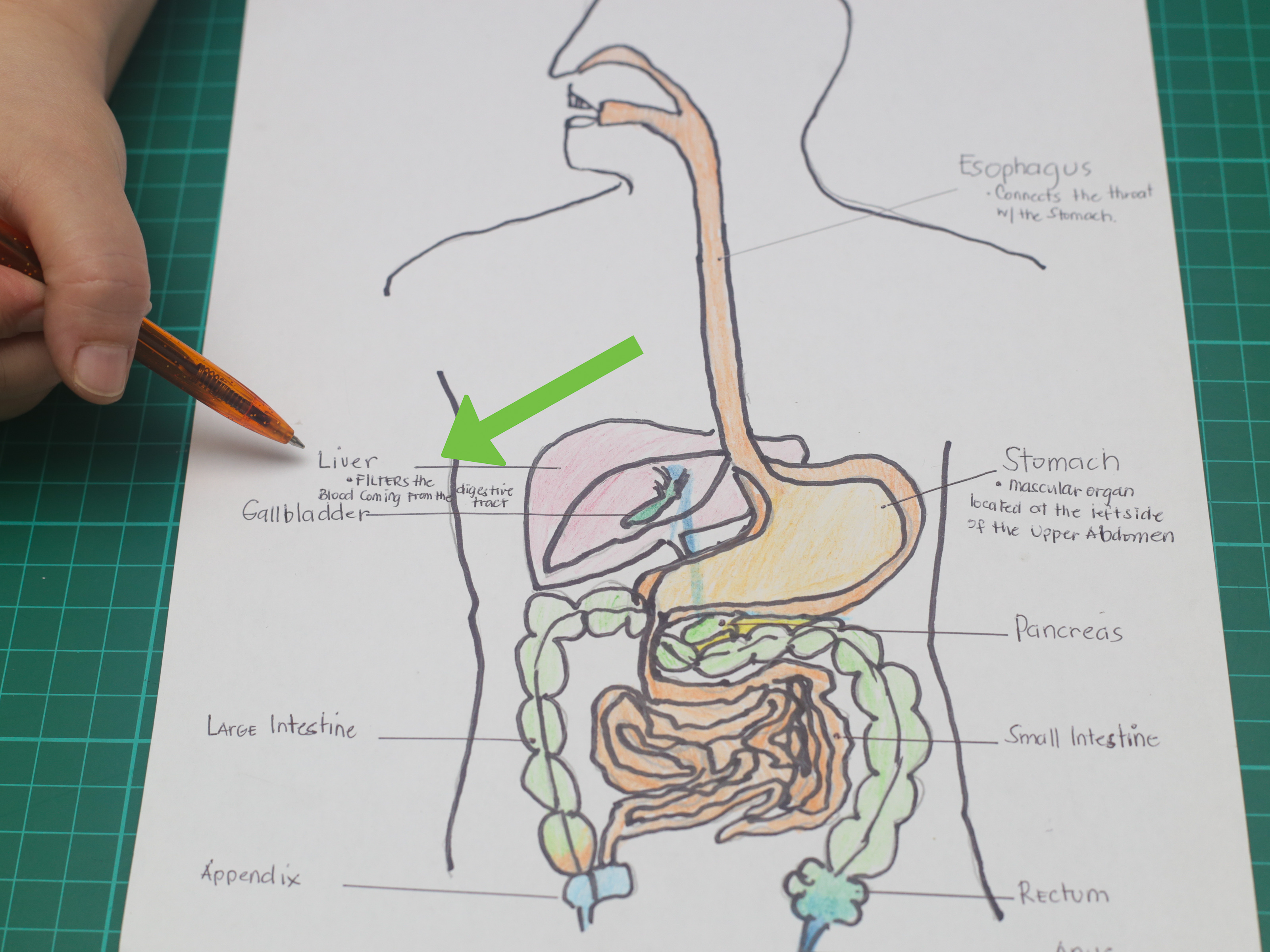 3200x2400 How To Draw A Model Of The Digestive System 15 Steps - Organ Sketch