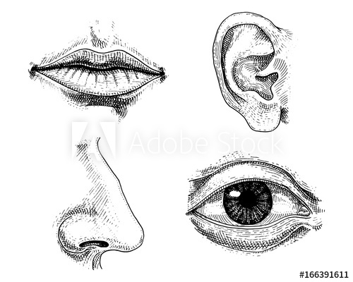 500x400 Human Biology, Organs Anatomy Illustration. Engraved Hand Drawn In - Organ Sketch
