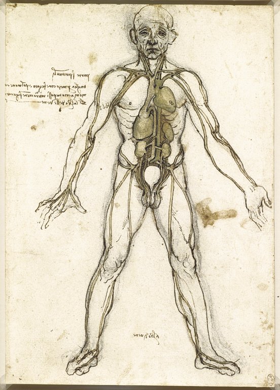 552x768 Leonardo Da Vinci And The Body Beautiful The Independent - Organ Sketch