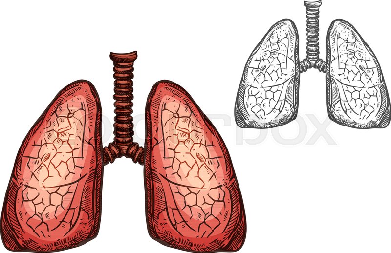 800x518 Lung Organ Of Human Anatomy Isolated Sketch Of Respiratory System - Organ Sketch