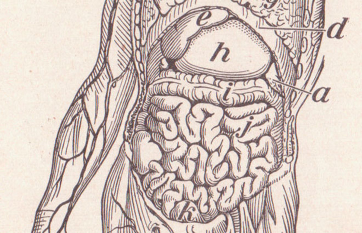 1200x771 The Organ Detective A Career Spent Uncovering A Hidden Global - Organ Sketch