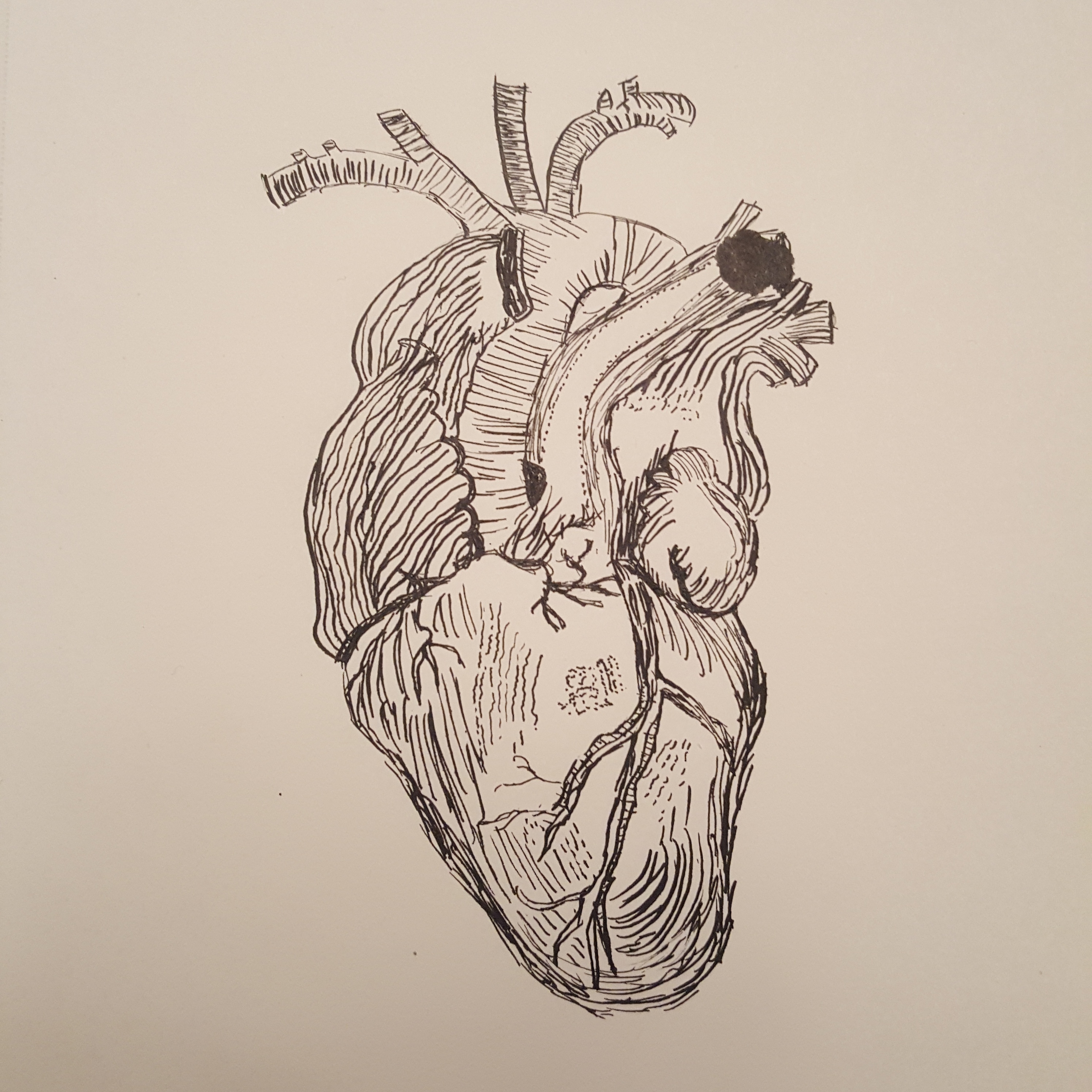 2988x2988 Organ Drawings On Paigeeworld. Pictures Of Organ - Organ Sketch