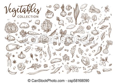 450x320 Healthy Organic Vegetables Collection Of Monochrome Sepia Sketches - Organic Sketches