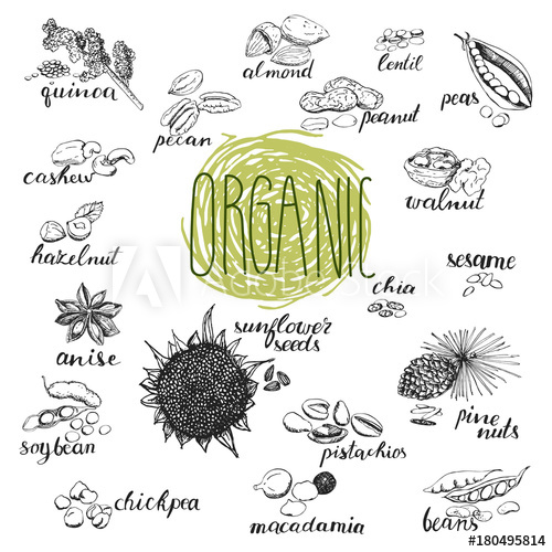 500x500 Seeds And Nuts Set. Hand Drawn Sketches Of Organic Plants - Organic Sketches